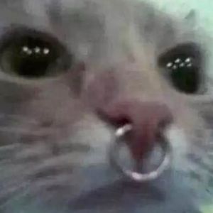 Meet your Posher, Audrey